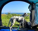 Dogs allowed